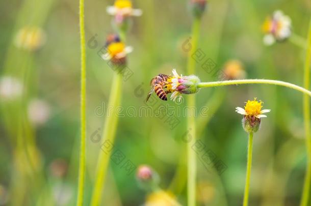 一蜜蜂栖息向指已提到的人美丽的花