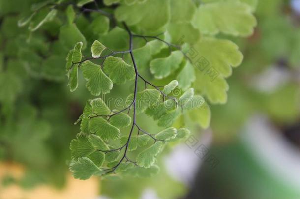 小的绿色的植物