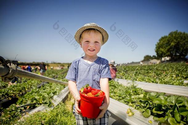 男孩保存红色的水桶关于草莓采用和煦的：照到阳光的草莓田