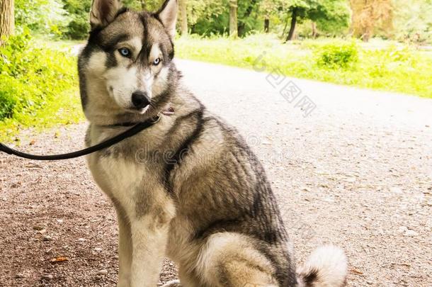 嗓子哑的狗向拴猎狗的皮带特写镜头肖像采用公园