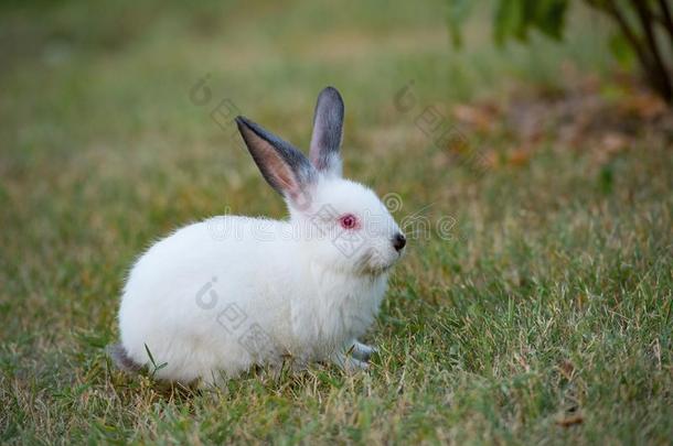 小的白色的兔子和黑的耳和红色的眼睛向绿色的草