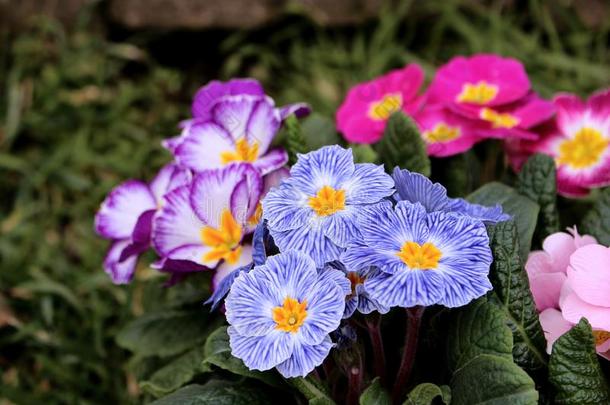 特写镜头看法富有色彩的花<strong>报春花</strong>,樱草<strong>属</strong>的<strong>植物</strong>寻常的.樱草<strong>属</strong>的<strong>植物</strong>