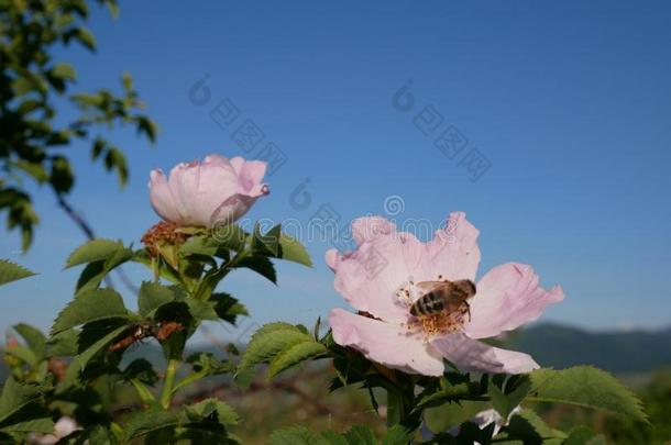 粉红色的花和<strong>蜜</strong>蜂向它.粉红色的野生的玫瑰或dog玫瑰花winter<strong>冬</strong>天