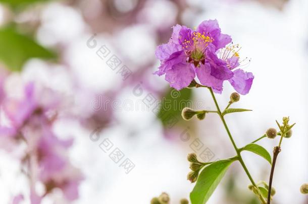 紫薇属花束月季花,也大家知道的同样地ThaiAirwaysInternational泰航国际黑绉绸桃金娘科植物