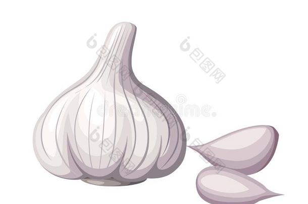 新鲜的白色的大蒜和一件关于大蒜蔬菜从指已提到的人加德