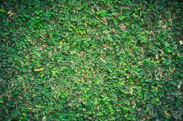 绿色的自然的墙关于绿色的常春藤生长向白色的墙为栀子花