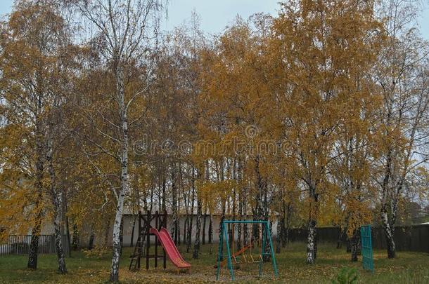 孩子们操场在之间桦树树在秋时间