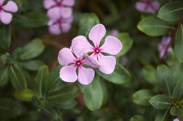 <strong>长春花</strong>属罗斯<strong>花</strong>