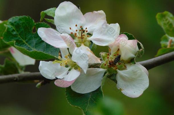 春季花关于野生的苹果树
