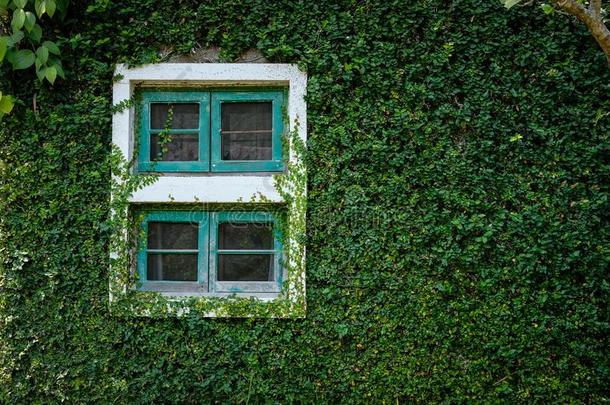 绿色的窗在近处砖墙掩蔽物和墨西哥人雏菊.三叉戟