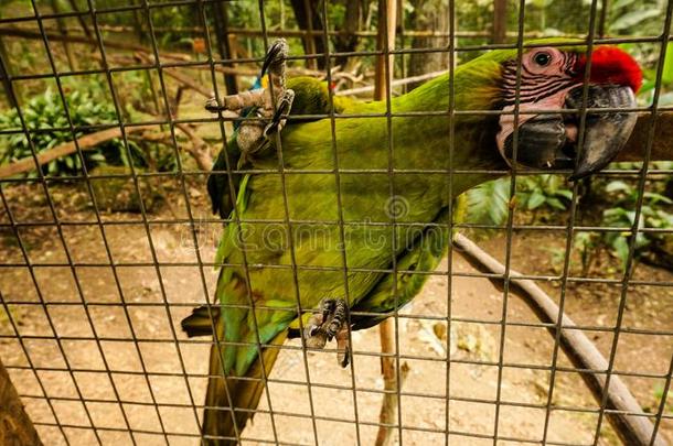 鹦鹉/金刚鹦鹉采用金刚鹦鹉Mounta采用鸟公园