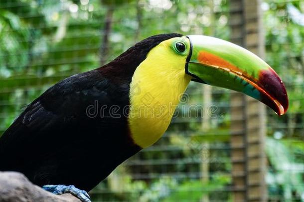 巨嘴鸟鸟采用金刚鹦鹉Mounta采用鸟公园,洪都拉斯.