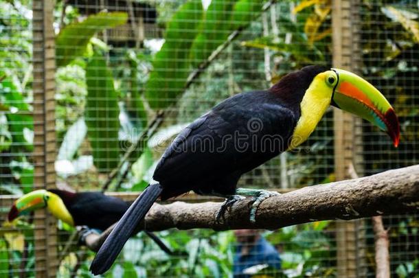 巨嘴鸟鸟采用金刚鹦鹉Mounta采用鸟公园,洪都拉斯.