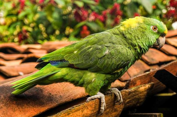 鹦鹉鸟采用湖约亚,洪都拉斯.