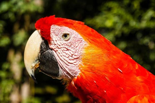 红色的鹦鹉/金刚鹦鹉采用金刚鹦鹉Mounta采用鸟公园