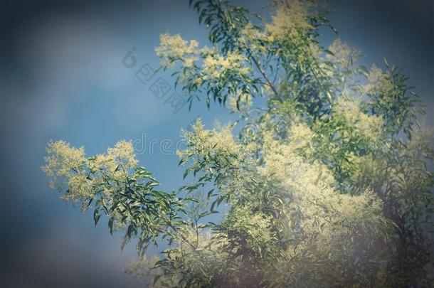 制动火箭白色的花采用蓝色天或Frax采用us格里菲斯树