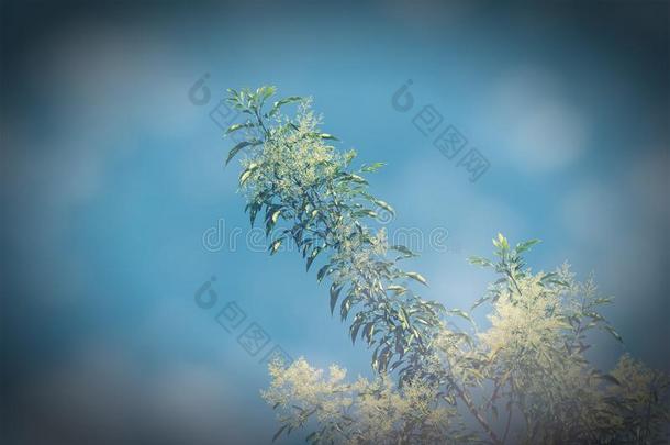 制动火箭白色的花采用蓝色天或Frax采用us格里菲斯树