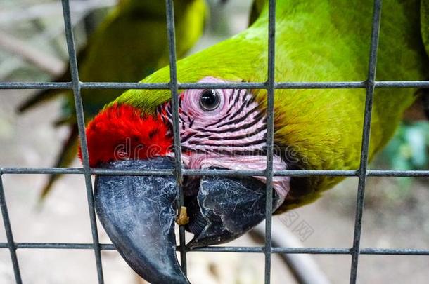 绿色的鹦鹉/金刚鹦鹉采用金刚鹦鹉Mounta采用鸟公园