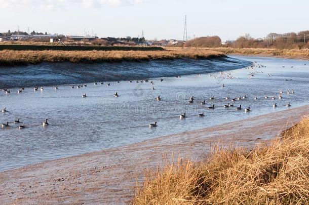 河流河风景看法蓝色水海岸艾塞克斯河口和