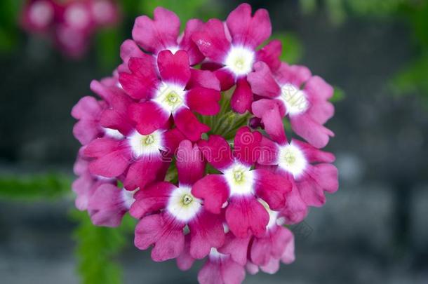 <strong>马鞭</strong>草属植物粉红色的白色的采用花