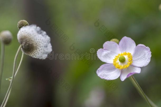 银<strong>莲花</strong>汉普西斯日本产植物,日本人银<strong>莲花</strong>,银<strong>莲花</strong>属植物风