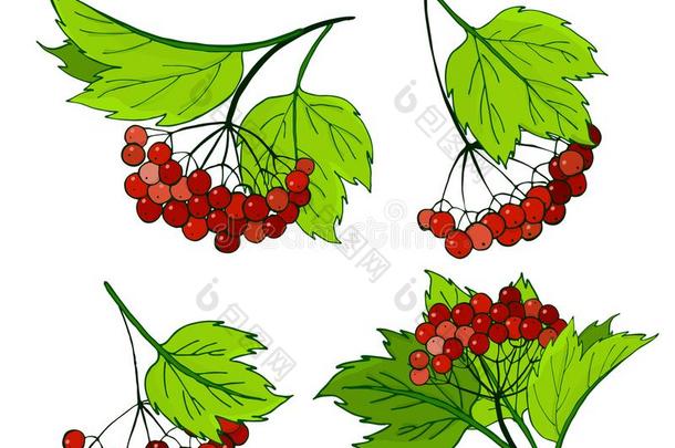 一放置关于荚莲属的植物br一nches.束和成熟的一utumn红色的浆果