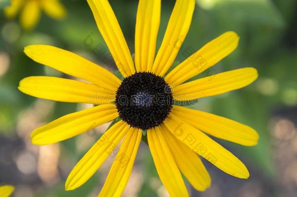 金光菊属植物赫塔黄色的花和黑的棕色的中心采用花,