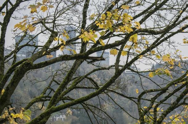 秋树和黄色的树叶采用<strong>公园</strong>采用<strong>卢森堡</strong>公国城市