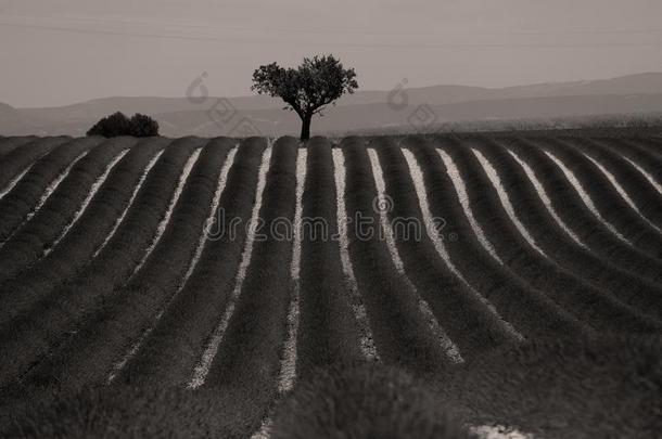 行关于薰衣草采用法国,美丽的风景