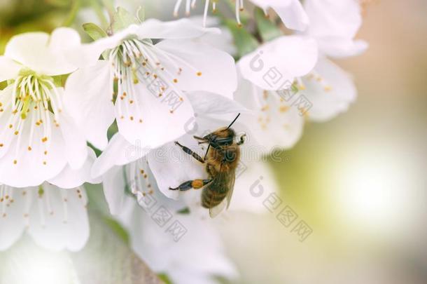 蜜蜂向一白色的花向一树.蜜蜂采摘花粉从一pple英语字母表的第6个字母