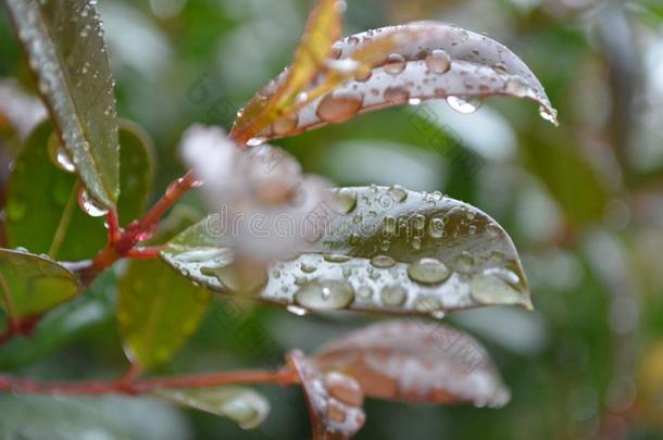 树叶后的指已提到的人雨和水小滴绞死