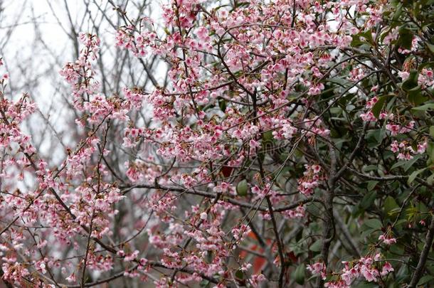 粉红色的<strong>樱</strong>花花,风干土坯三原色红绿兰彩色值