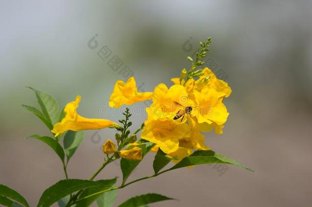 蜜蜂和黄色的花,黄色的年长的