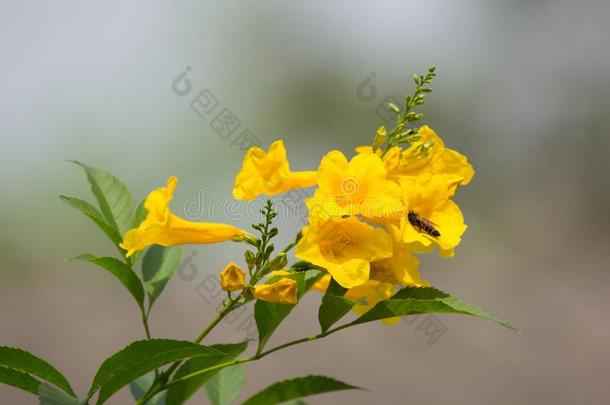 蜜蜂和黄色的花,黄色的年长的