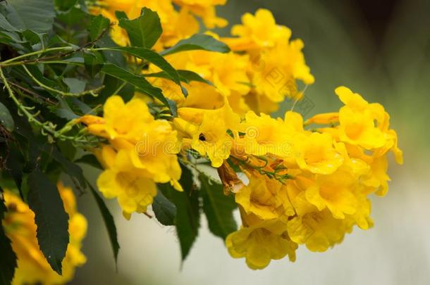 蜜蜂和黄色的花,黄色的年长的
