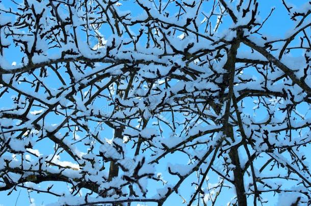 冷<strong>冻</strong>的<strong>梨</strong>树树枝和松软的霜
