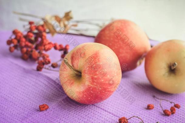 红色的苹果和杨梅树枝向一紫色的n一pkin