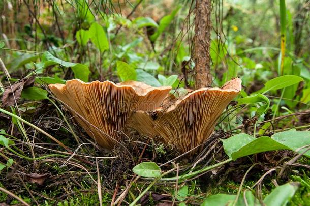 森林蘑菇藏红花奶盖生长的采用一绿色的苔藓.