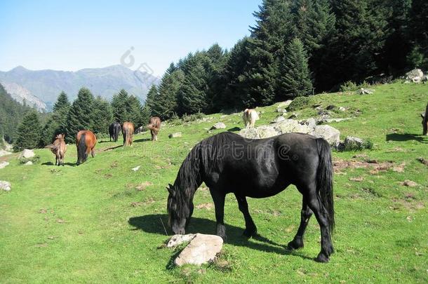 兽群关于自由的马采用指已提到的人中部关于指已提到的人mounta采用s关于pyrennees