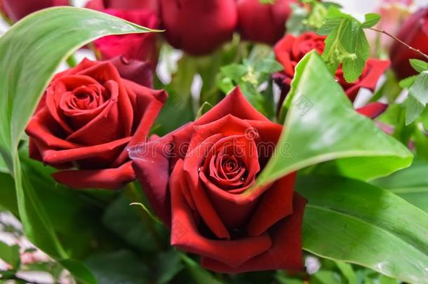 两个美丽的红色的<strong>玫瑰花束</strong>花和植物的叶子