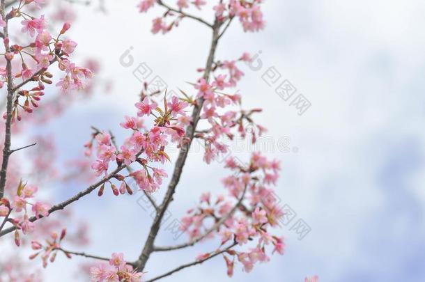 风喜玛拉雅的樱桃或蔷薇科树铈或樱花