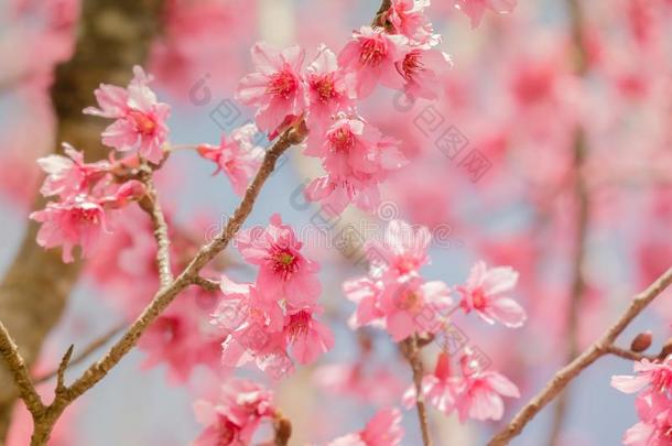 软的集中樱桃花或樱花花向蓝色天后座