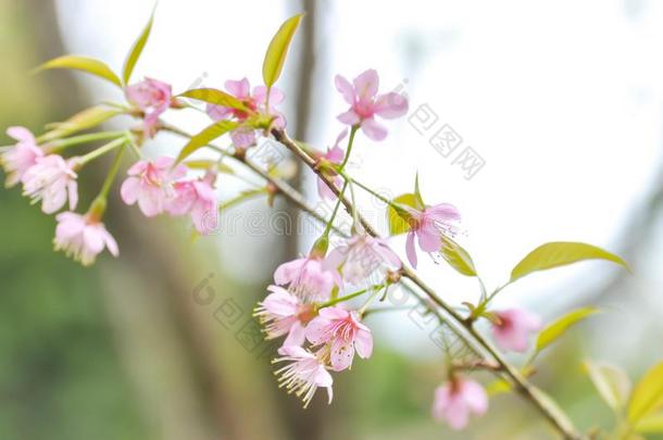 风喜玛拉雅的樱桃或蔷薇科树铈或樱花