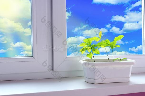 年幼的植物关于栎树向窗-窗台和看法向多云的天.树