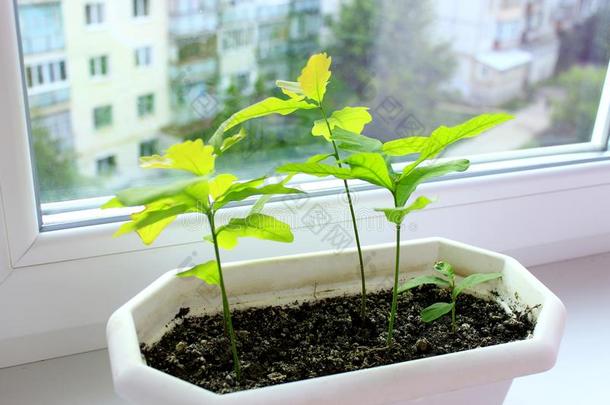 年幼的植物关于栎树向窗-窗台和看法向邻近的Houston休斯顿