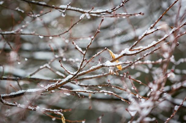 树细枝在下面雪