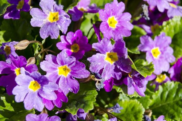 紫色的花采用指已提到的人花园.