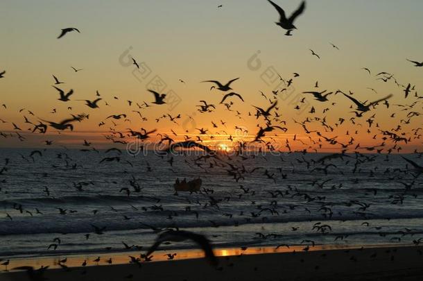 日落和海鸥向指已提到的人海滩关于<strong>卡帕里卡</strong>,葡萄牙