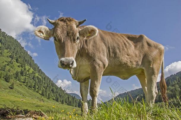 奶牛向一阿尔卑斯山的草地采用指已提到的人吐司alkali-treatedlipopolysaccharide碱处理的脂多糖