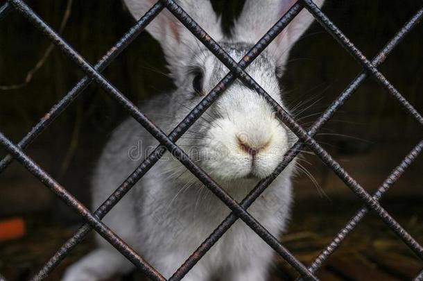 白色的兔子采用一c一ge